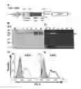Fig. 01 - Photoimmunoconjugates for use in photodynamic therapy