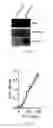 Fig. 03 - Recombinant bacterium and uses thereof