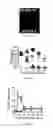 Fig. 06 - Recombinant bacterium and uses thereof