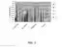 Fig. 04 - Immunomodulation using placental stem cells