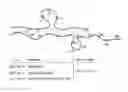 Fig. 01 - Biocompatible polyelectrolyte complexes and methods of use