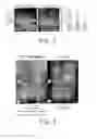 Fig. 04 - Compositions and methods for promoting wound healing and tissue regeneration