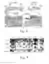 Fig. 07 - Compositions and methods for promoting wound healing and tissue regeneration