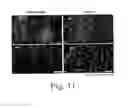 Fig. 09 - Compositions and methods for promoting wound healing and tissue regeneration
