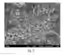 Fig. 03 - Nanoscale collagen particles and membranes