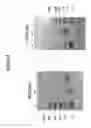 Fig. 06 - Heparosan-Multimolecular Assembly Drug Delivery Compositions and Methods of Making and Using Same