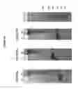 Fig. 08 - Heparosan-Multimolecular Assembly Drug Delivery Compositions and Methods of Making and Using Same