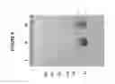 Fig. 09 - Heparosan-Multimolecular Assembly Drug Delivery Compositions and Methods of Making and Using Same