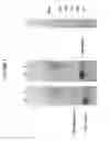 Fig. 10 - Heparosan-Multimolecular Assembly Drug Delivery Compositions and Methods of Making and Using Same