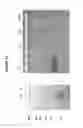 Fig. 16 - Heparosan-Multimolecular Assembly Drug Delivery Compositions and Methods of Making and Using Same