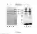 Fig. 07 - COMPOSITIONS AND METHODS FOR TREATMENT