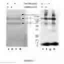 Fig. 07 - COMPOSITIONS AND METHODS FOR TREATMENT