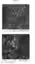 Fig. 48 - Nanoclusters compositions and methods