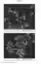 Fig. 52 - Nanoclusters compositions and methods