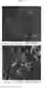 Fig. 65 - Nanoclusters compositions and methods