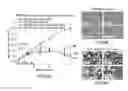Fig. 08 - Therapeutic polymeric nanoparticles and methods of making and using same