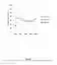 Fig. 17 - Therapeutic polymeric nanoparticles and methods of making and using same