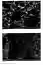 Fig. 02 - BIOACTIVATED BONE SUBSTITUTE MATERIAL