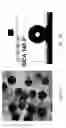 Fig. 03 - Surface treatment method on Micro-arc Oxidation treated Mg alloys