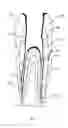 Fig. 07 - Composition and method for using medicament for endodontic irrigation, stem cell preparation and tissue regeneration