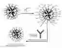 Fig. 01 - Polymersome encapsulation of hydrophobic fluorescent polymers