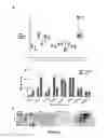 Fig. 06 - METHOD OF IDENTIFYING FOETAL ERYTHROBLAST