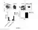 Fig. 07 - METHOD OF IDENTIFYING FOETAL ERYTHROBLAST