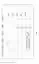 Fig. 06 - Nucleotides and nucleosides and methods for their use in DNA sequencing