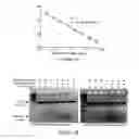 Fig. 02 - Reference markers for biological samples