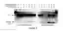 Fig. 06 - Reference markers for biological samples