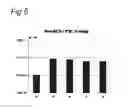 Fig. 05 - VECTORS WITH MODIFIED INITIATION CODON FOR THE TRANSLATION OF AAV-REP78 USEFUL FOR PRODUCTION OF AAV