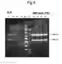 Fig. 06 - VECTORS WITH MODIFIED INITIATION CODON FOR THE TRANSLATION OF AAV-REP78 USEFUL FOR PRODUCTION OF AAV