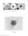 Fig. 03 - Vessel for culturing human ES cells