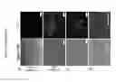 Fig. 03 - Lineage reprogramming to induced cardiac progenitor cells (iCPC) by defined factors