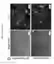 Fig. 07 - Lineage reprogramming to induced cardiac progenitor cells (iCPC) by defined factors