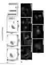Fig. 20 - Lineage reprogramming to induced cardiac progenitor cells (iCPC) by defined factors