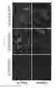 Fig. 11 - Method of producing induced pluripotent stem cells using inhibitors of P53
