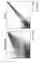 Fig. 18 - Method of producing induced pluripotent stem cells using inhibitors of P53