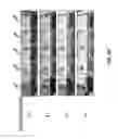 Fig. 04 - MICROBES WITH CONTROLLED ADHESIVE PROPERTIES
