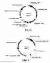 Fig. 08 - MICROBES WITH CONTROLLED ADHESIVE PROPERTIES