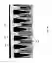 Fig. 03 - TEST MACRO FOR USE WITH A MULTI-PATTERNING LITHOGRAPHY PROCESS