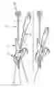 Fig. 01 - Apparatus and method for removing the entrails from the abdominal cavity of poultry