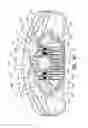 Fig. 31 - Exercising apparatus