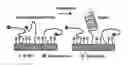 Fig. 01 - Detection of unlabeled nucleic acids by changing solubility of surface-associating probes