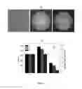 Fig. 06 - Detection of unlabeled nucleic acids by changing solubility of surface-associating probes