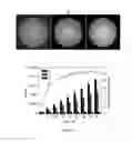 Fig. 07 - Detection of unlabeled nucleic acids by changing solubility of surface-associating probes