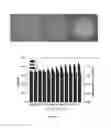 Fig. 08 - Detection of unlabeled nucleic acids by changing solubility of surface-associating probes