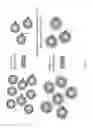 Fig. 09 - Solid-phase clonal amplification and related methods