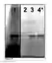 Fig. 02 - Methods and Compositions for Phototransfer