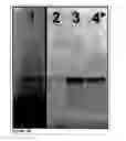 Fig. 03 - Methods and Compositions for Phototransfer